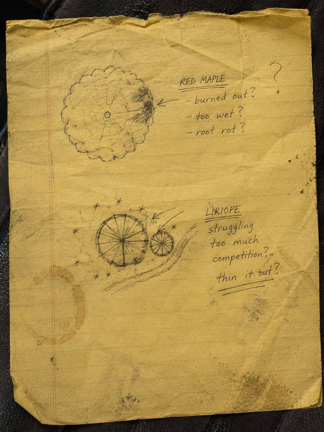 A worn yellow legal-pad page of diagnostic field notes — a red maple drawn with a burned-out section and the questions burned out? too wet? root rot?; below it a liriope clump noted as struggling, too much competition, thin it out