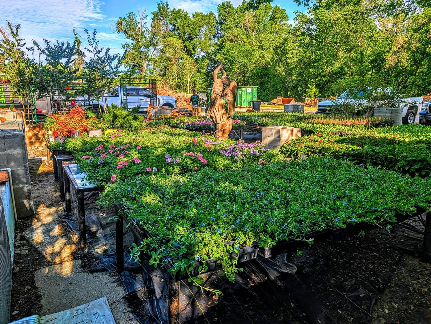 Long rows of container plants at the Rain Lady Nursery