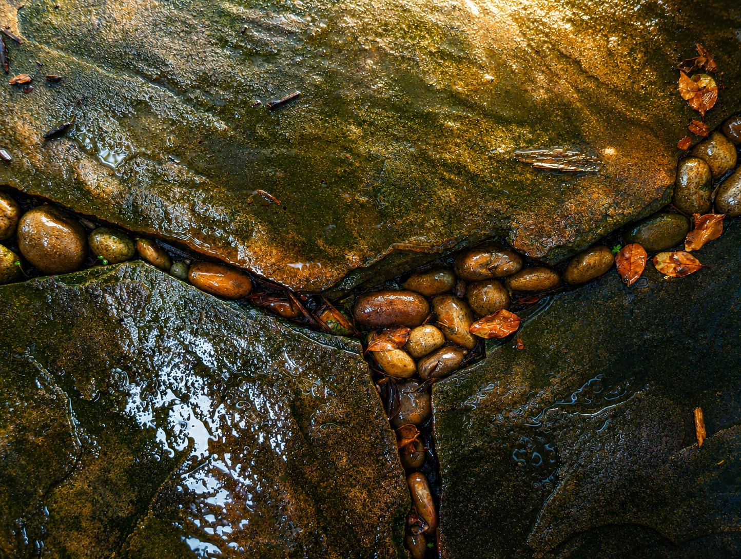 An overhead macro of wet flagstone joints packed with river pebbles and fallen leaves.
