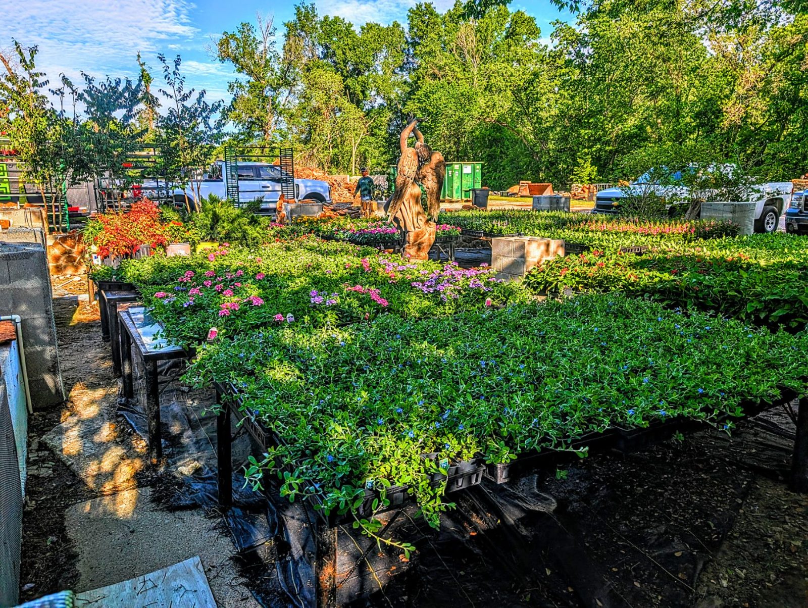 Long rows of container plants at the Rain Lady Nursery